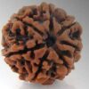 5 Mukhi Rudraksha