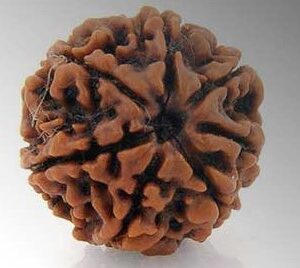 5 Mukhi Rudraksha