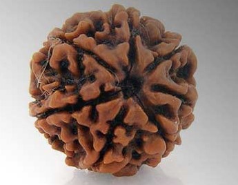 5 Mukhi Rudraksha