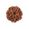 7 mukhi rudraksha
