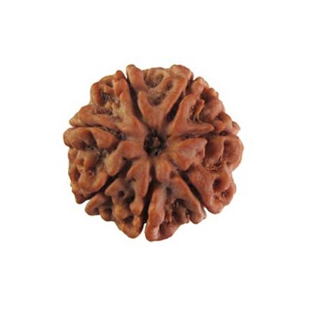 7 mukhi rudraksha