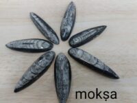 Orthoceras