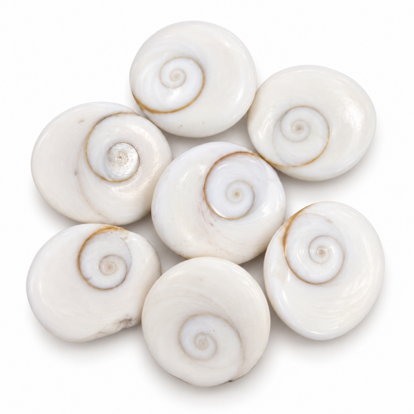 Gomti Chakra Medium
