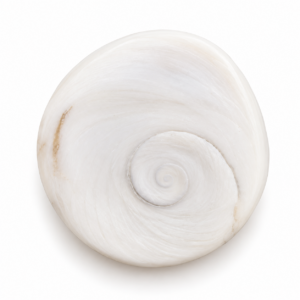 Gomti Chakra Large