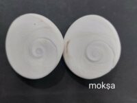 Gomti Chakra - Large (40mm to 50mm)