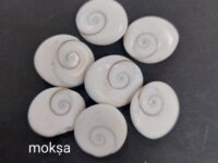 Gomti Chakra - medium (approx 10 to 14mm)