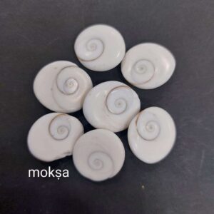 gomti-chakra-medium-10-to-14mm