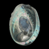 Abalone Shell