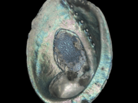Abalone Shell
