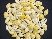 yellow kaudi / Peeli kaudi