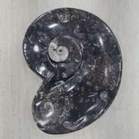 Spiral shaped kuber stone /orthoceras plate