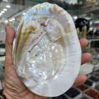 Mother of Pearl Shell