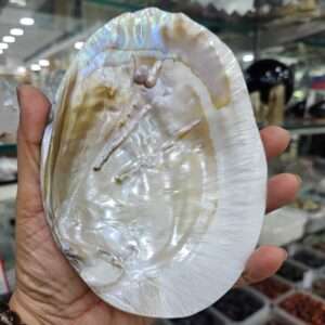 Mother of Pearl Shell