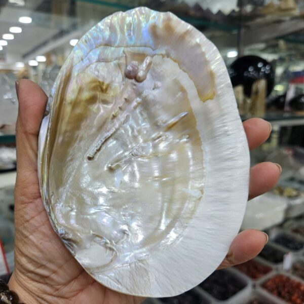 Mother of Pearl Shell