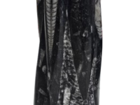 Kuber Stone (Orthoceras Fossil) Tower – Natural Home Decor Piece | Ancient Marine Fossil for Prosperity & Grounding, 1pc