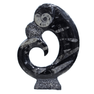 Kuber Stone Orthoceras fossil