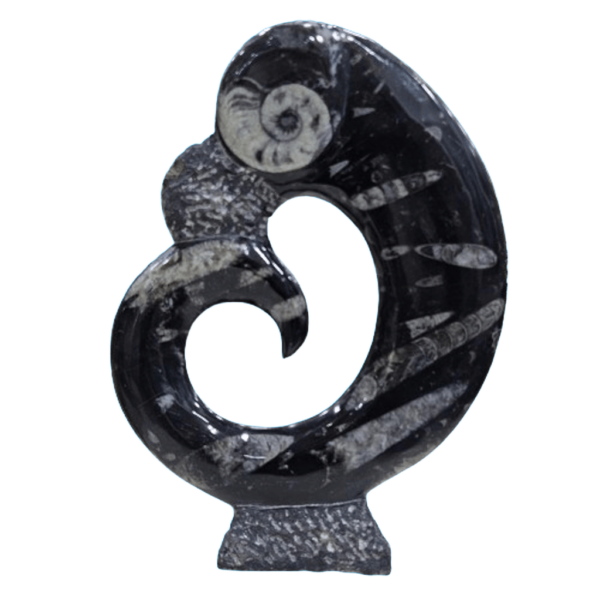 Kuber Stone Orthoceras fossil