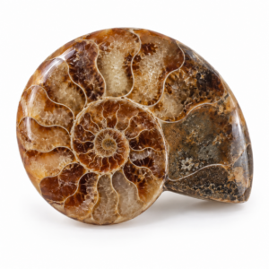 Ammonite