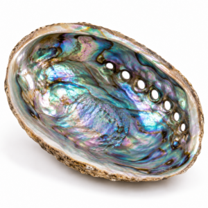 Abalone Shell