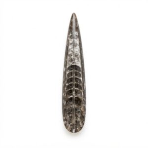 Orthoceras